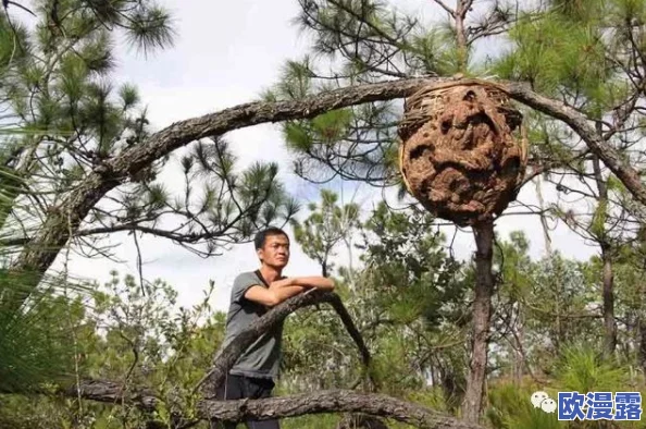 柴火垛里的疯狂55集蜂窝网：惊现数千蜜蜂聚集，惊动整个村庄，专家呼吁关注生态平衡！