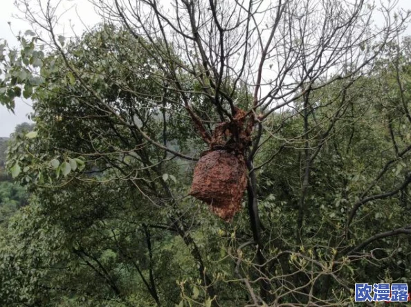 柴火垛里的疯狂55集蜂窝网：惊现数千蜜蜂聚集，惊动整个村庄，专家呼吁关注生态平衡！