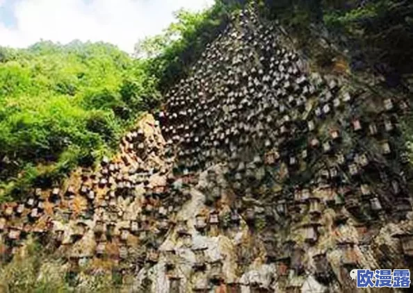 柴火垛里的疯狂55集蜂窝网：惊现数千蜜蜂聚集，惊动整个村庄，专家呼吁关注生态平衡！