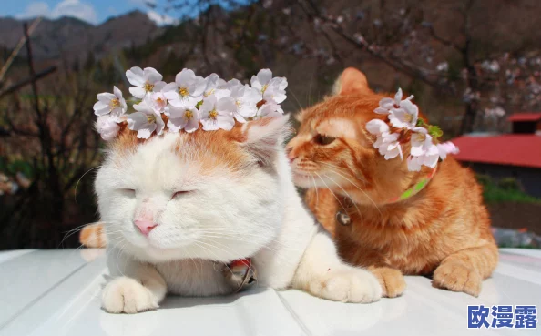 糖心柚子猫短视频vlog：意外曝光！竟然有神秘力量让猫咪瞬间变身！