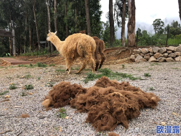 探索最新的免费国内网址在线观看,畅享丰富多彩的视频资源 探索最新的免费国内网址在线观看,畅享丰富多彩的视频资源
