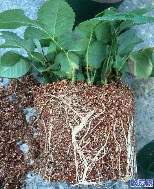 日本72种扦插方式，真是一个丰富多彩的植物繁殖技巧，让人受益匪浅！