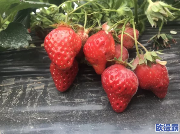 草莓视频官网污，内容丰富多样，但有些资源需要付费才能观看
