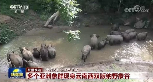 免费看黄的软件，虽然吸引眼球，但安全性和内容质量值得深思