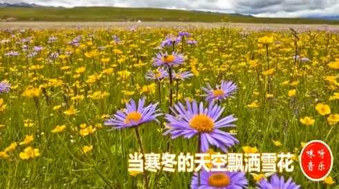 青草青草视频2免费观看全网热议的最新更新上线了,精彩内容不容错过,快来免费观看吧! 青草青草视频2免费观看全网热议的最新更新上线了,精彩内容不容错过,快来免费观看吧!